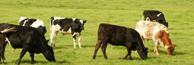 cows-in-feild-at-dairy-farm