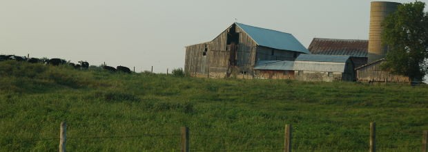 farm-with-cows-in-field
