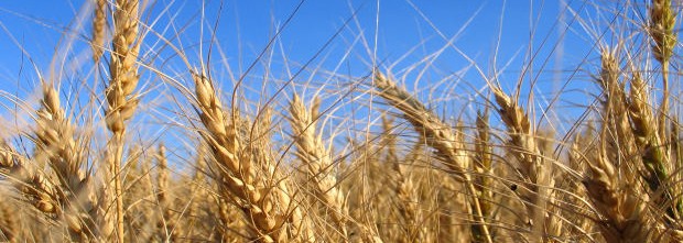 wheat-feild-in-front-of-blue-sky